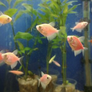 Peces de Agua tropical